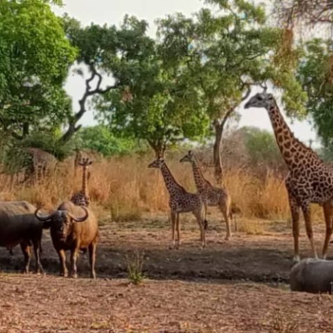 IMG-20240418-WA0014-1